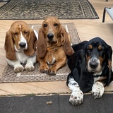 Entry image for Carly June, Gracie Mae and Sully Wallace