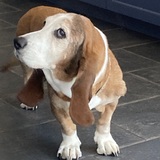 Entry image for Lucy