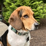 Entry image for Walter