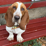 Entry image for Kielbasa