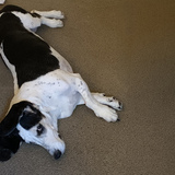 Entry image for Lucy (formerly Charlie Girl)