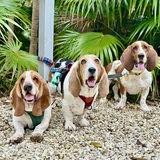 Entry image for Beefy, Lola & Paddington