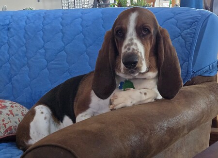 Entry image for Bob. Clicking this image will show a larger photo