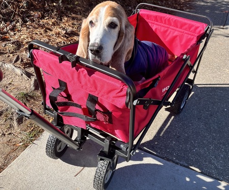 Entry image for Brutus. Clicking this image will show a larger photo