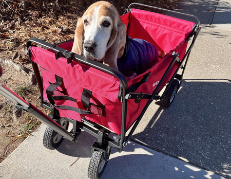 Entry image for Brutus. Clicking this image will show a larger photo