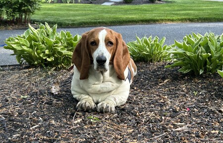 Entry image for Hank. Clicking this image will show a larger photo