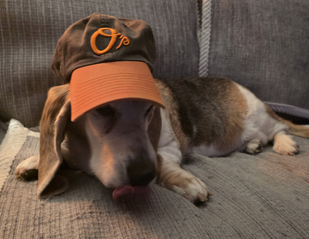 Entry image for Daisy. Clicking this image will show a larger photo