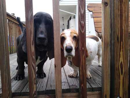 Entry image for Rosie and Maryland. Clicking this image will show a larger photo