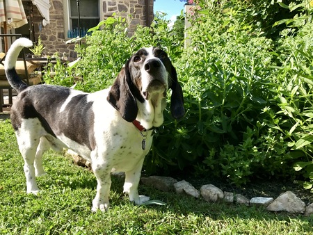 Entry image for Brody. Clicking this image will show a larger photo