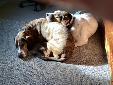 Entry image for Ollie and Lacy. Clicking this image will show a larger photo