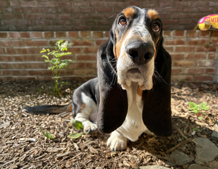 Entry image for Copper. Clicking this image will show a larger photo