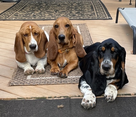 Entry image for Carly June, Gracie Mae and Sully Wallace. Clicking this image will show a larger photo