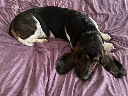 Entry image for Rocky . Clicking this image will show a larger photo