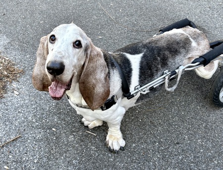 Entry image for Henry. Clicking this image will show a larger photo