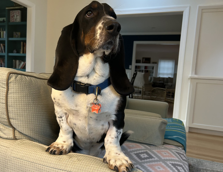 Entry image for George. Clicking this image will show a larger photo