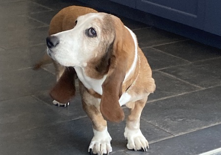 Entry image for Lucy. Clicking this image will show a larger photo
