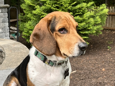 Entry image for Walter. Clicking this image will show a larger photo