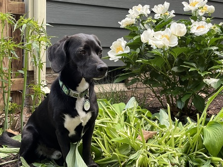 Entry image for Loki. Clicking this image will show a larger photo