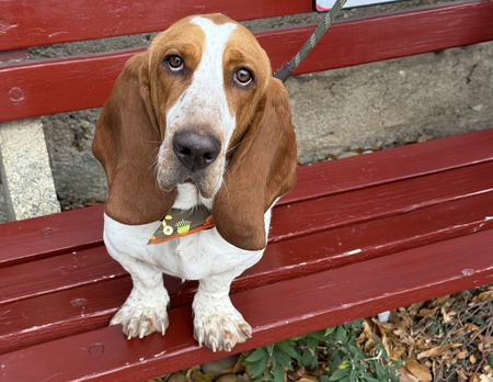 Entry image for Kielbasa. Clicking this image will show a larger photo