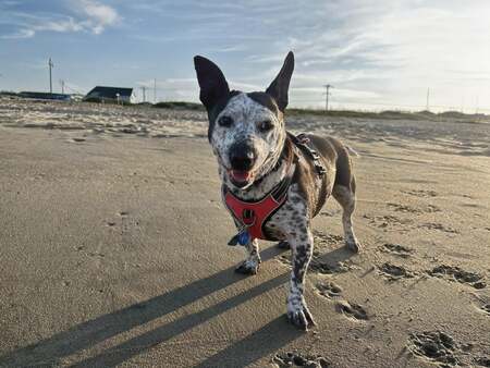 Entry image for Bonnie. Clicking this image will show a larger photo