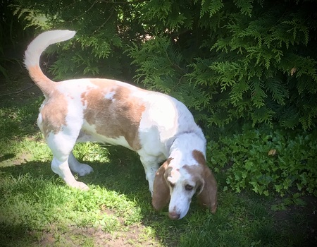 Entry image for Josie. Clicking this image will show a larger photo