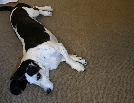 Entry image for Lucy (formerly Charlie Girl). Clicking this image will show a larger photo