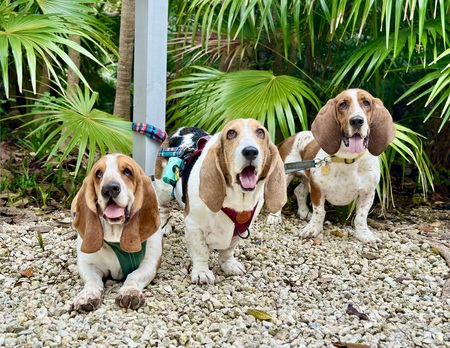 Entry image for Beefy, Lola & Paddington. Clicking this image will show a larger photo