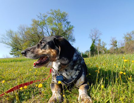 Entry image for Dodger. Clicking this image will show a larger photo