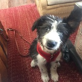 Entry image for Augie