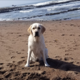 Entry image for Sadie