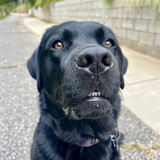 Entry image for Hank