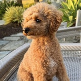 Entry image for Charlie