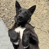 Entry image for Froggy