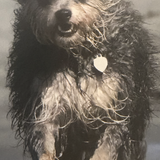 Entry image for Tica