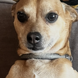 Entry image for Gordo