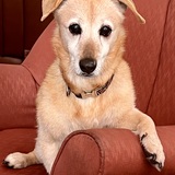 Entry image for Annie