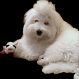 Entry image for Kumo ( Cloud in Japanese )