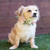 Entry image for Coco