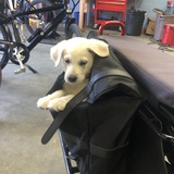 Entry image for Lynk