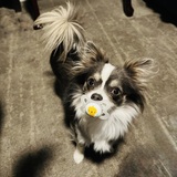 Entry image for Bean