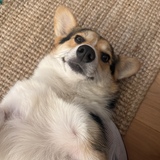 Entry image for Wilson