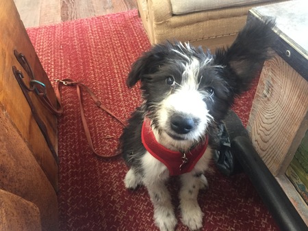 Entry image for Augie. Clicking this image will show a larger photo