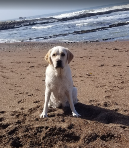 Entry image for Sadie. Clicking this image will show a larger photo