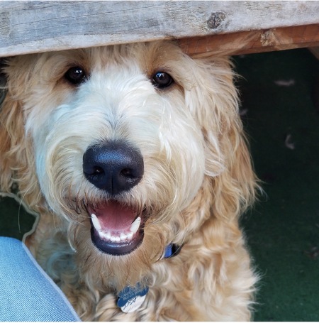 Entry image for Rocky . Clicking this image will show a larger photo