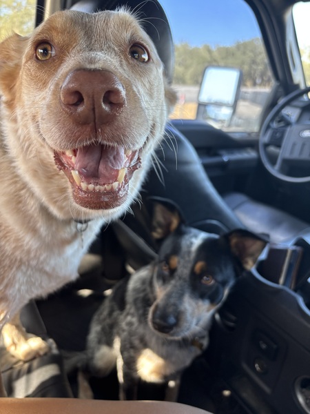 Entry image for Sydney & Wilbur . Clicking this image will show a larger photo