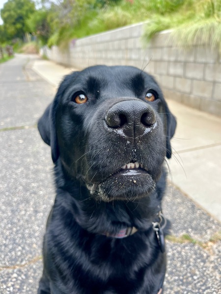 Entry image for Hank. Clicking this image will show a larger photo