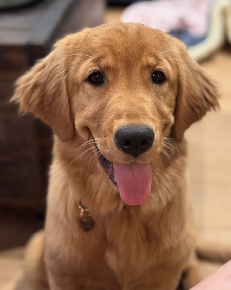 Entry image for Winnie. Clicking this image will show a larger photo