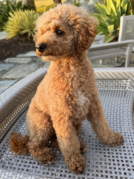 Entry image for Charlie. Clicking this image will show a larger photo