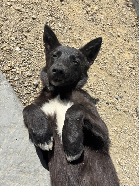 Entry image for Froggy. Clicking this image will show a larger photo