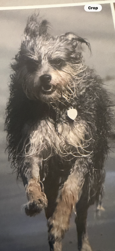 Entry image for Tica. Clicking this image will show a larger photo